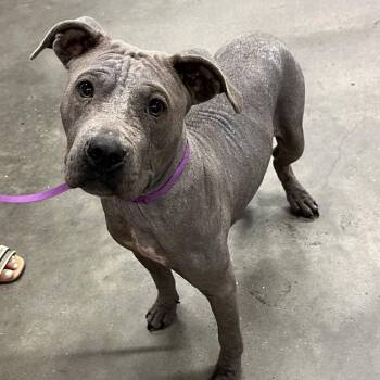 Hercules -  Terrier Dog for Adoption in Tampa, Florida - Hercules | PetCurious