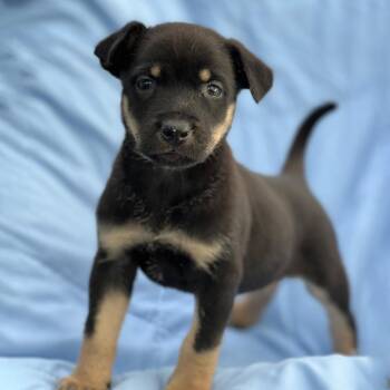 Eureka Pup - Donovan -  Wire Fox Terrier and Shepherd Dog for Adoption in San Diego, California - Eureka Pup - Donovan | PetCurious