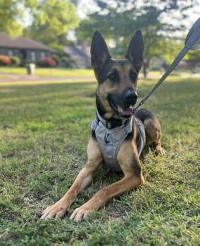 German Shepherd Dog Dogs Available for Adoption in Greeneville, Tennessee - Abby | PetCurious