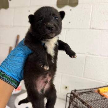 Nutmeg -  Shepherd Dog for Adoption in Edinburg, Texas - Nutmeg | PetCurious