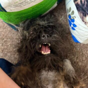 Roxy C-34365 -  Poodle Dog for Adoption in Oklahoma City, Oklahoma - Roxy C-34365 | PetCurious