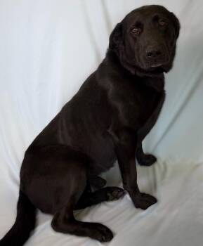 Labrador Retriever Dogs Available for Adoption in Columbus, Nebraska - Major | PetCurious