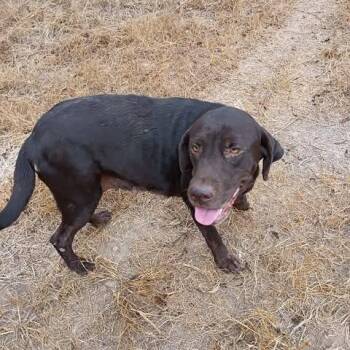 SHELBY 26-09-019 -  Chocolate Labrador Retriever Dog for Adoption in Bastrop, Texas - SHELBY 26-09-019 | PetCurious