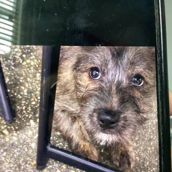 Terrier and Yorkshire Terrier Dogs Available for Adoption in New Orleans, Louisiana - Starr | PetCurious