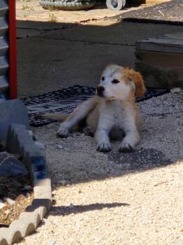 SPONSOR OR FOSTER ME - Tessie -  Labrador Retriever Dog for Adoption in Grafton, Wisconsin - SPONSOR OR FOSTER ME - Tessie | PetCurious