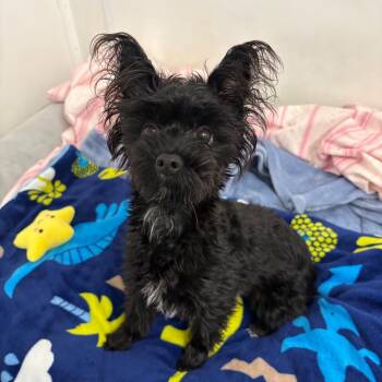 Sara -  Yorkshire Terrier Dog for Adoption in Yucaipa, California - Sara | PetCurious