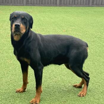 April AKA Nova 8542 -  Rottweiler Dog for Adoption in Loxahatchee Groves, Florida - April AKA Nova 8542 | PetCurious