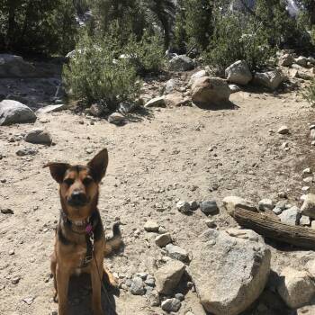 Rescue German Shepherd Dog Dogs for Adoption in Jurupa Valley, California - Johnny | PetCurious