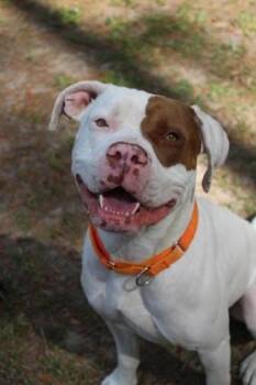 Terrier and Mixed Breed Dogs Available for Adoption - 3823B Truffle | PetCurious