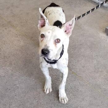 107501 -  Mixed Breed Dog for Adoption in Las Cruces, New Mexico - 107501 | PetCurious