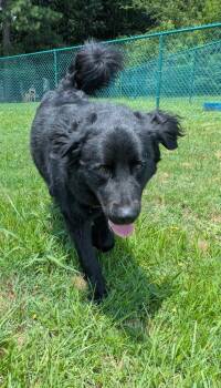 Boots -  Flat Coated Retriever Dog for Adoption in Little Rock, Arkansas - Boots | PetCurious