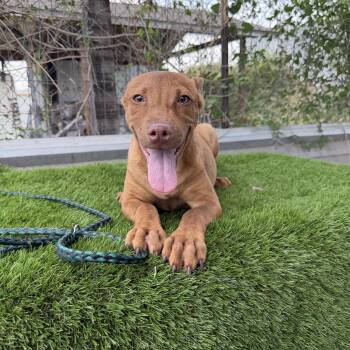 Nash -  American Staffordshire Terrier Dog for Adoption in Harlingen, Texas - Nash | PetCurious