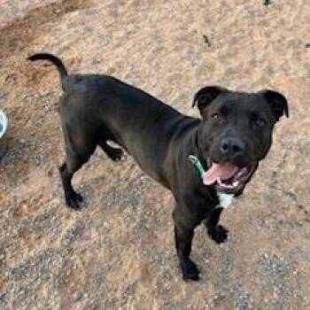 Nanna -  Pit Bull Terrier and Black Labrador Retriever Dog for Adoption in Bernalillo, New Mexico - Nanna | PetCurious