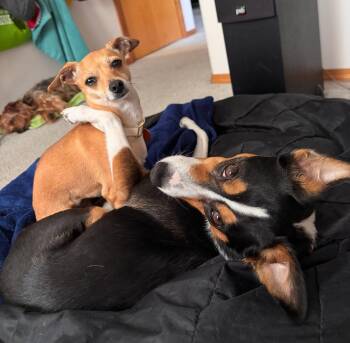 Chihuahua Dogs Available for Adoption in Portland, Oregon - Willow | PetCurious