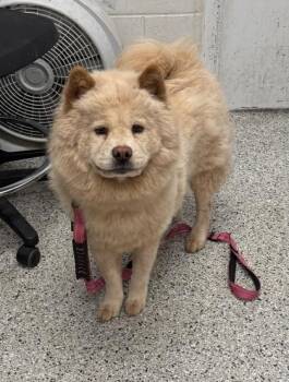 Coco Bell -  Chow Chow and Mixed Breed Dog for Adoption in Kansas City, Missouri - Coco Bell | PetCurious