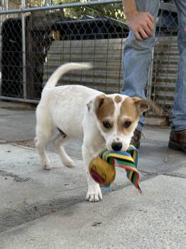 Peter -  Australian Cattle Dog Blue Heeler Dog for Adoption in Sheridan, Texas - Peter | PetCurious