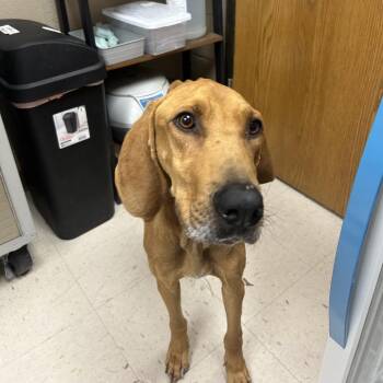 Redbone Coonhound and Coonhound Dogs Available for Adoption - Casanova | PetCurious