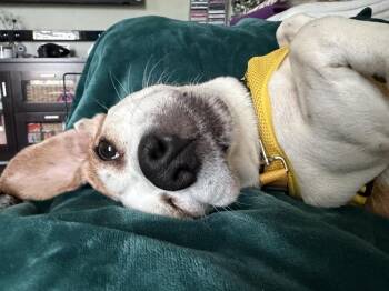 Bea -  Beagle Dog for Adoption in Mundelein, Illinois - Bea | PetCurious
