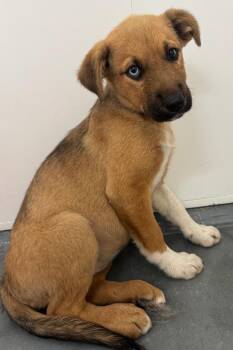 Haddy -  Shepherd Dog for Adoption in Winnipeg, Manitoba - Haddy | PetCurious