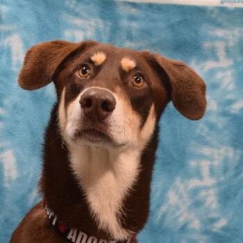 Latte -  Chocolate Labrador Retriever and Shepherd Dog for Adoption in Eureka, California - Latte | PetCurious
