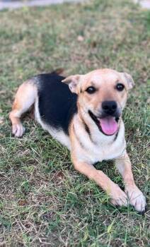 Ivy -  Chihuahua Dog for Adoption in VERNON ROCKVL, Connecticut - Ivy | PetCurious