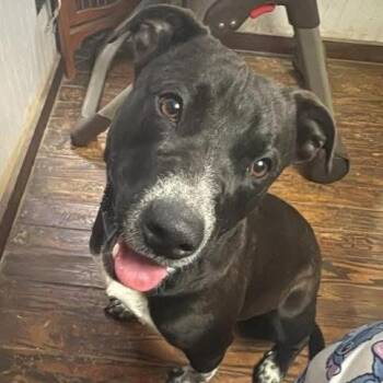 Mixed Breed Dogs Available for Adoption in Donalsonville, Georgia - Winchester | PetCurious