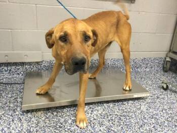 Rhodesian Ridgeback and Mixed Breed Dogs Available for Adoption in Thousand Palms, California - REDONDO | PetCurious