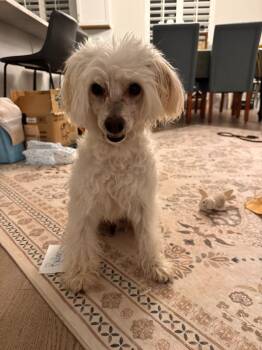 Ruben Humphrey -  Terrier and Poodle Dog for Adoption in Millcreek, Utah - Ruben Humphrey | PetCurious