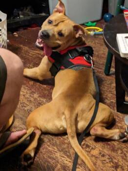 Rescue Staffordshire Bull Terrier Dogs for Adoption in Indianapolis, Indiana - SCOOBY | PetCurious