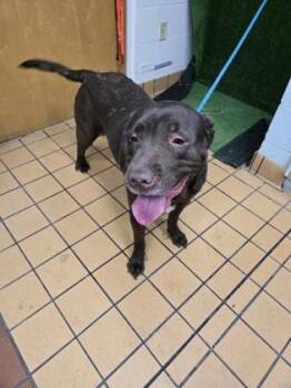 Labrador Retriever and Mixed Breed Dogs Available for Adoption - Lilly | PetCurious