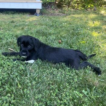 Tippy -  Black Labrador Retriever and Labradoodle Dog for Adoption in Richmond, Virginia - Tippy | PetCurious