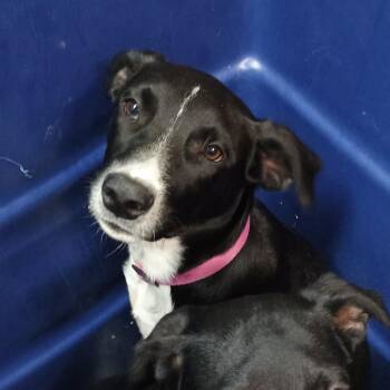 Mixed Breed Dogs Available for Adoption - Twix | PetCurious