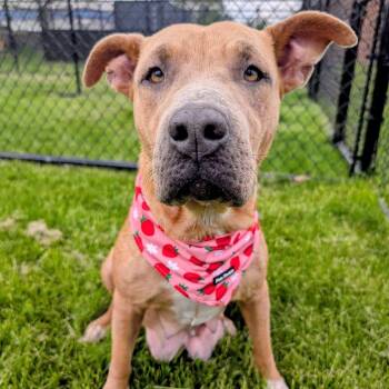 Ensalada -  Mixed Breed Dog for Adoption in Wheeling, Illinois - Ensalada | PetCurious