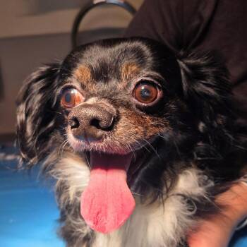 Luigi *Avail 10/24 at Biddeford PetSmart* -  Dachshund and Chihuahua Dog for Adoption in Kennebunk, Maine - Luigi *Avail 10/24 At Biddeford PetSmart* | PetCurious
