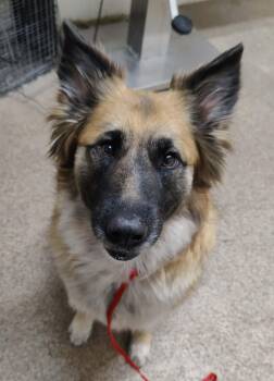 German Shepherd Dog Dogs Available for Adoption - Kona | PetCurious