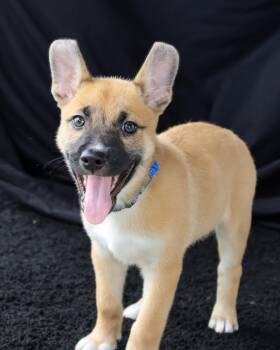 Carl -  Shepherd Dog for Adoption in Windsor Locks, Connecticut - Carl | PetCurious