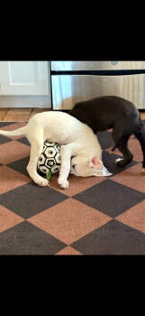 Rescue American Bulldog and Labrador Retriever Dogs for Adoption in Lakewood Ranch, Florida - Duke | PetCurious