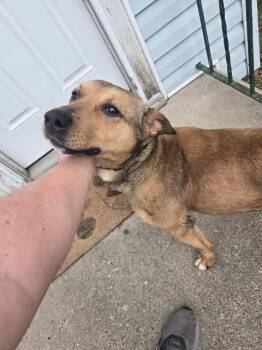 Bear -  Shepherd Dog for Adoption in Auburn, Indiana - Bear | PetCurious