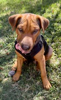 Rescue Shar Pei and Bloodhound Dogs for Adoption in Monroe, North Carolina - Hamlet | PetCurious