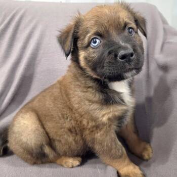 Rescue Mixed Breed Dogs for Adoption in Racine, Wisconsin - Chesterfield Chair | PetCurious