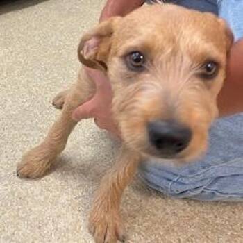 Cairn Terrier Dogs Available for Adoption in Buellton, California - Trevor | PetCurious