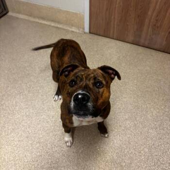 Otto -  Pit Bull Terrier Dog for Adoption in Bristol, Indiana - Otto | PetCurious