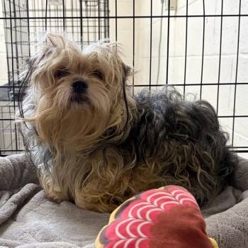 Shadow AKA Twig -  Yorkshire Terrier Dog for Adoption in Newport, North Carolina - Shadow AKA Twig | PetCurious
