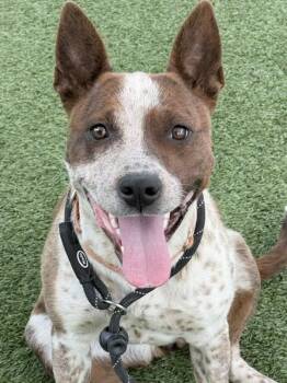Australian Cattle Dog Blue Heeler and Pit Bull Terrier Dogs Available for Adoption in Salt Lake City, Utah - *Meadow* | PetCurious