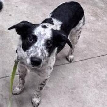 Ole -  Australian Cattle Dog Blue Heeler Dog for Adoption in Hackensack, Minnesota - Ole | PetCurious