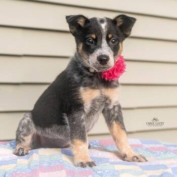 Elsa -  Australian Shepherd and Mixed Breed Dog for Adoption in Cincinnati, Ohio - Elsa | PetCurious