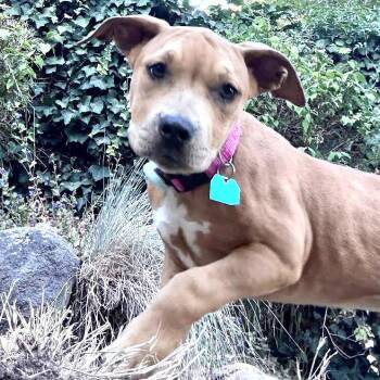 Hot Honey -  Pit Bull Terrier Dog for Adoption in Oakland, California - Hot Honey | PetCurious