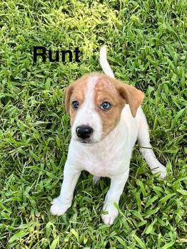Runt -  Catahoula Leopard Dog Dog for Adoption in Pawleys Island, South Carolina - Runt | PetCurious