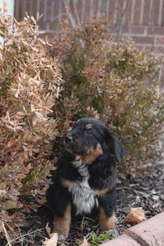 Collie Dogs Available for Adoption - Onigiri | PetCurious