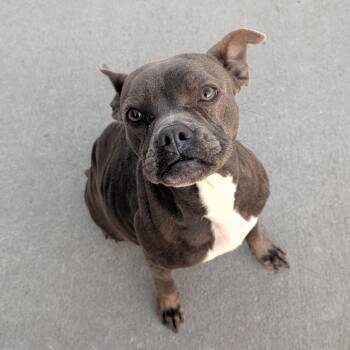 Munch -  Boston Terrier Dog for Adoption in Emporia, Kansas - Munch | PetCurious